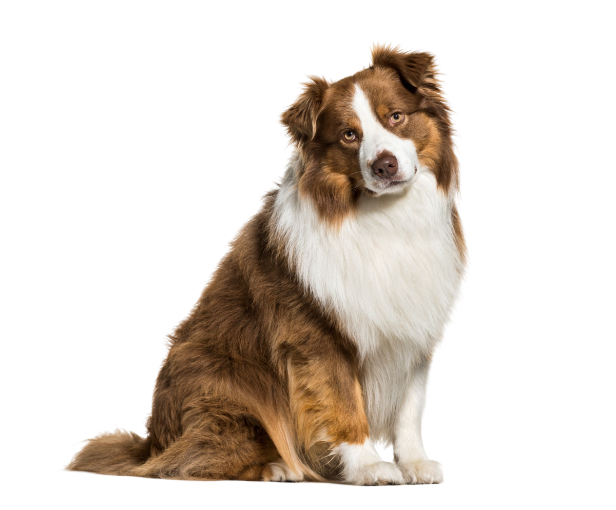 Собаку укусил клещ: что делать и как защитить питомца