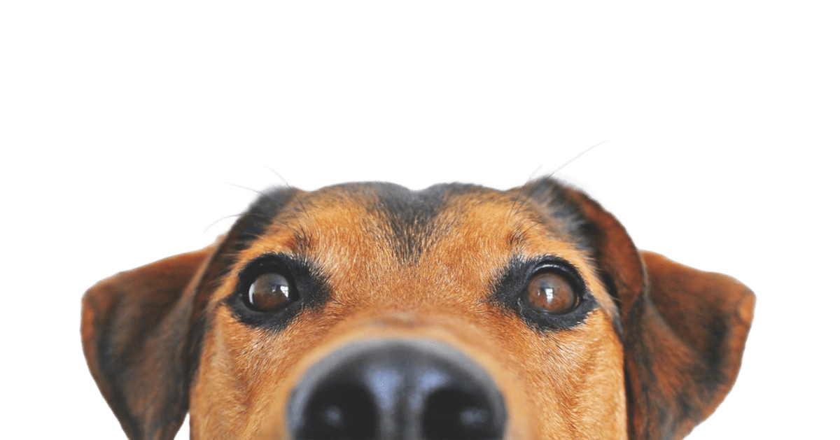 Почему собаки попрошайничают и как это остановить 