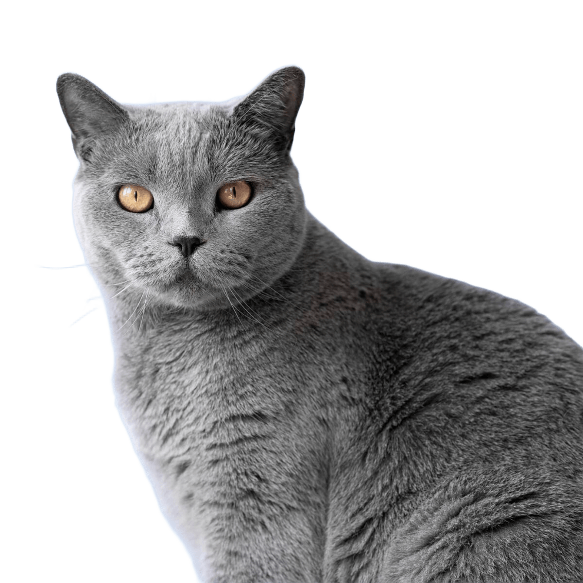 Почему кошки играют с едой и как это поведение корректировать