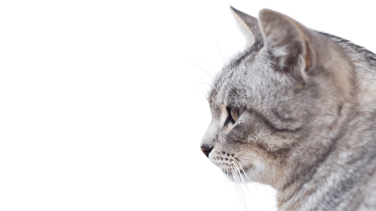 Почему кошка прячется от людей: разбираемся в психологии поведения хищника