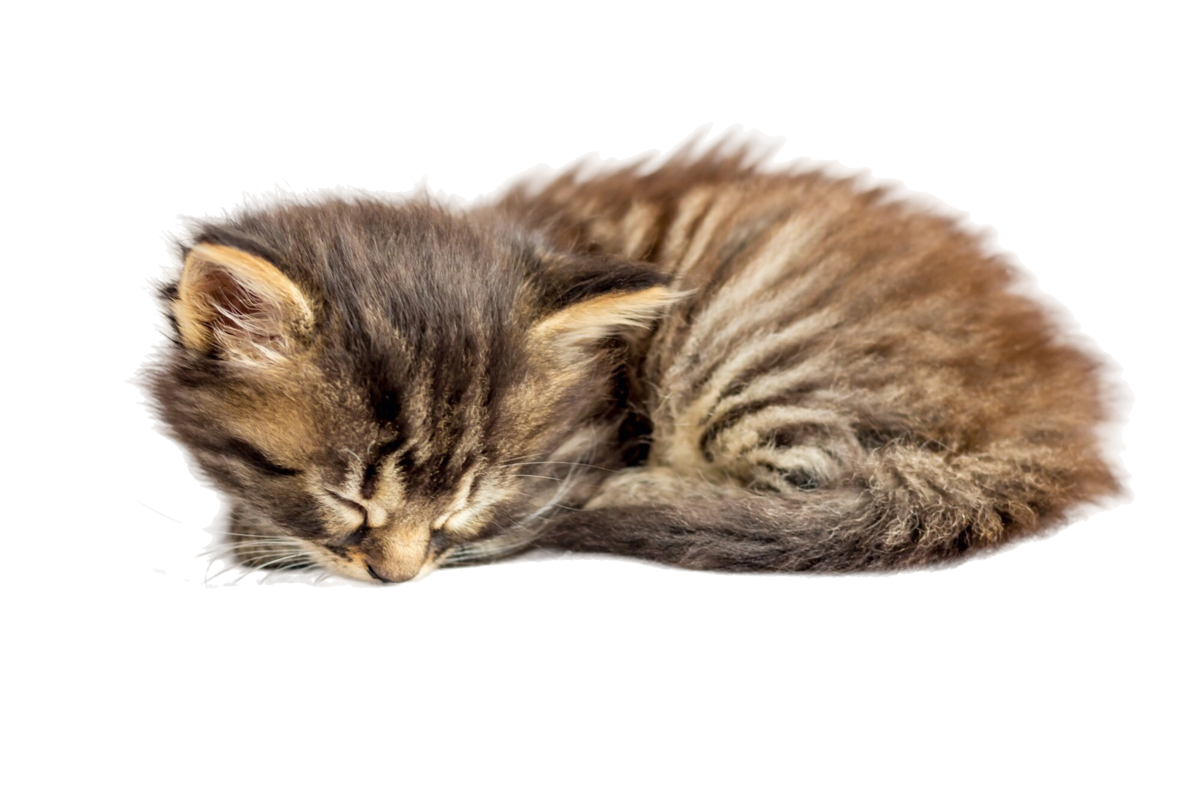Почему кошки много спят: возможные причины