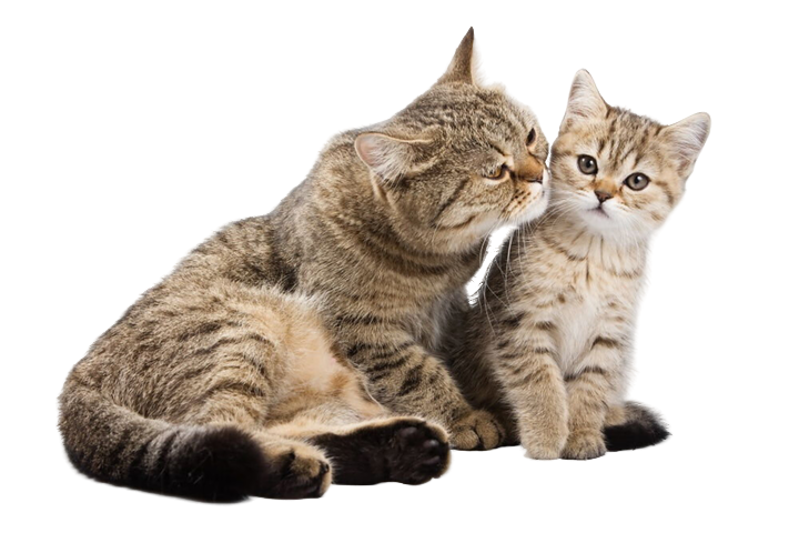 Как кормить беременных и кормящих кошек?