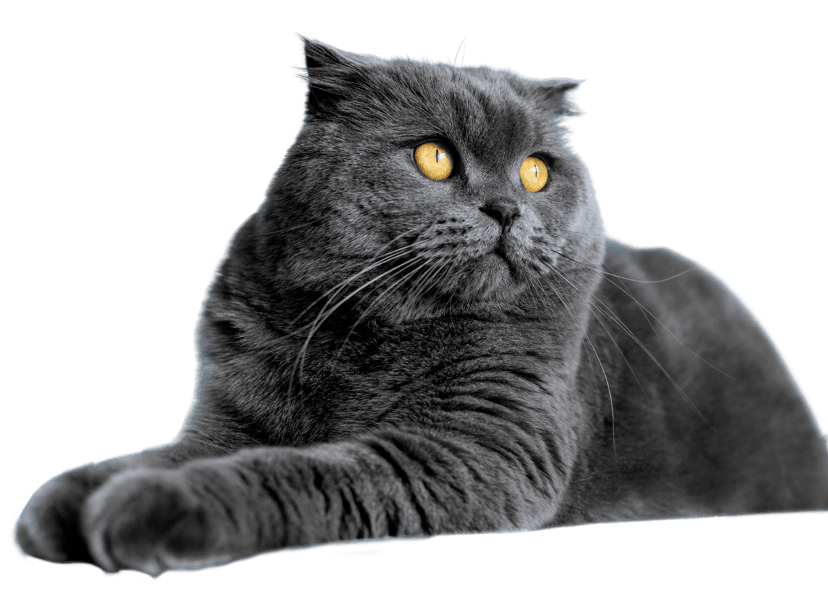 Самые частые болезни кошек: что нужно знать владельцу