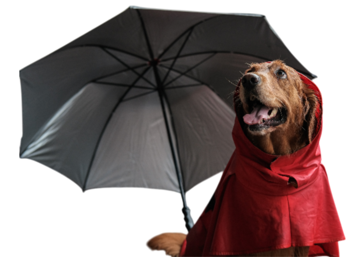 Почему собака боится грома, как помочь ей справиться со страхом