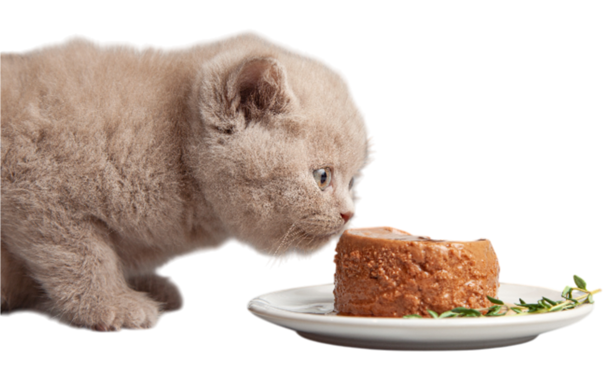 Какие лакомства полезны для кошек